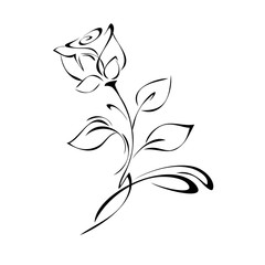 single rose flower on a stem with leaves and curls in black lines on a white background