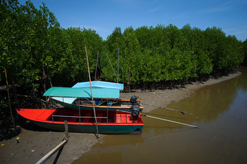Tropical mangrove forest at coast.