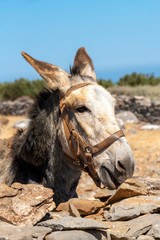 Seles, eastern Crete, Greece. September 2019. A Cretan donkey looking over a dry stone wall in the Cretan countryside.