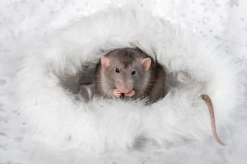 Charming pet. Decorative rat Dumbo in a white fur house. 2020 year of the rat.