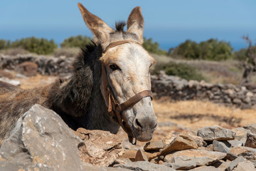 Seles, eastern Crete, Greece. September 2019. A Cretan donkey looking over a dry stone wall in the Cretan countryside.