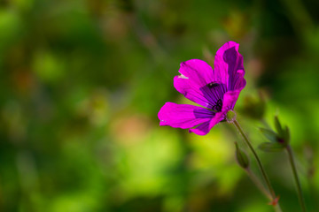 Closeup Geranium 'pink penny' cerise magenta flower blooming in summer garden in Dublin Ireland. Fly on petal with blurred green background and copy space