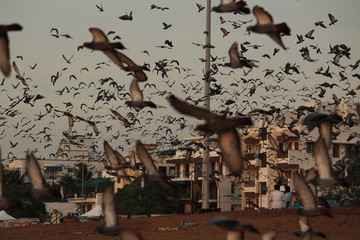 Doves are flying in the beach. Elliot's beach / Besant Nagar Beach Chennai.