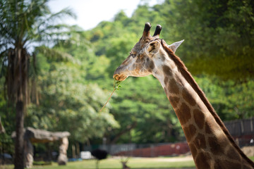 Giraffe Head in the zoo