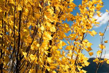 Leaves turning golden in Wanaka, New Zealand