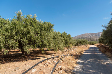 Fototapeta na wymiar Lithines, Crete, Greece. September 2019. Olive farming area at Lithines near Matrigalos, eastern Crete. Showing water irrigation pipes.