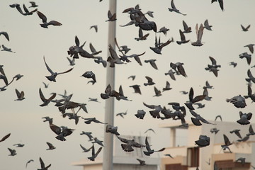 Doves are flying in the beach. Elliot's beach / Besant Nagar Beach Chennai.