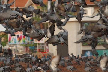 Doves are flying in the beach. Elliot's beach / Besant Nagar Beach Chennai.