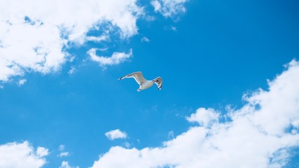 Fototapeta na wymiar Bird in the sky