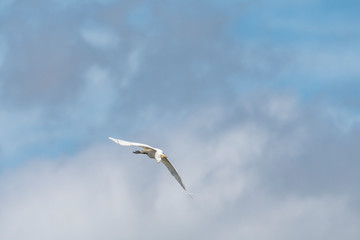 滑空する白鳥と雲の景色