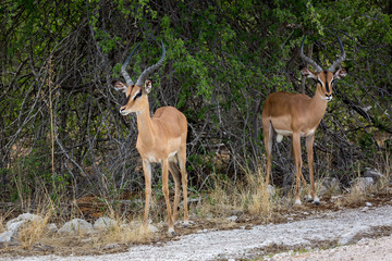 Two male black faced impalas waiting under the shadow of trees, Namibia, Africa