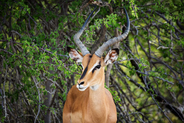 Naklejka na ściany i meble Close up of a beautiful black faced impala under a tree, Namibia, Africa