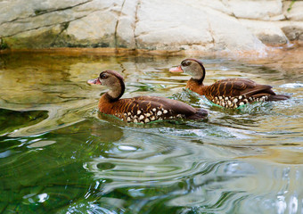 Spotted whistling duck.  Spotted whistling duck, or spotted wood duck. In a length of 42-50 cm and...