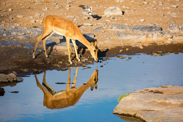A female black faced impala drinking at a waterhole, Etosha, Namibia, Africa
