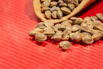 Canabis seeds on red background, marijuana seeds with copy space