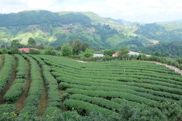  Tea Plantation