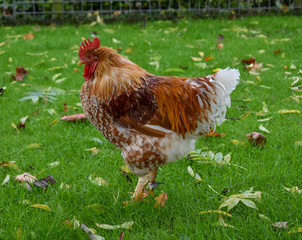 cock and hen