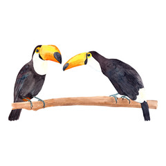 Toucan sitting on the branch. Watercolor hand drawn wildlife illustration bird with big beak isolated on white background