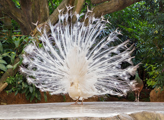 Obraz premium The white peacock. Peacocks are considered to be one of the most gorgeous and amazing birds on Earth. Due to its exquisite appearance, peacock anciently kept at home.