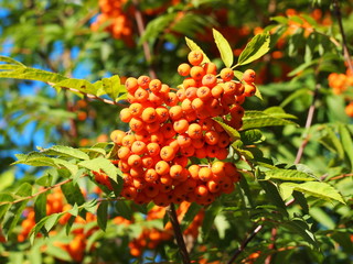 Rowan branch with berries against the blue sky