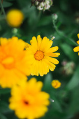 Yellow flower peeking from the garden
