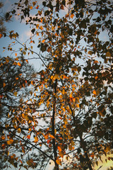autumn leaves on a tree
