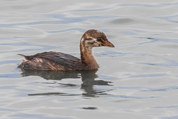 Close up of immature Pied-billed Grebe bird on water