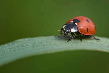 Macro photo of ladybug walking on a blade of grass