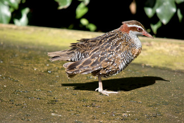 this is a side view of a buff banded rail