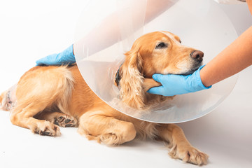 surgery to remove hernias in dogs, spaniels after surgery