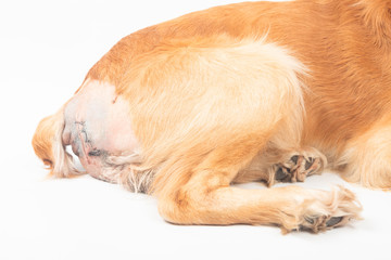 surgery to remove hernias in dogs, spaniels after surgery