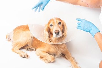 surgery to remove hernias in dogs, spaniels after surgery