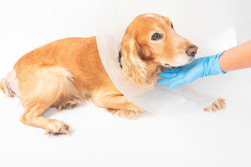 surgery to remove hernias in dogs, spaniels after surgery