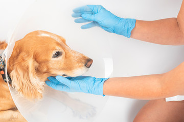 surgery to remove hernias in dogs, spaniels after surgery