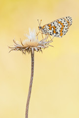 Spotted fritillary or red-band fritillary (Melitaea didyma) butterfly ventral view sits on a withered inflorescence in resting position.