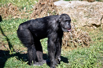 this is a side view of a chimpanzee