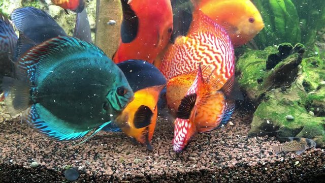 Diskusfische bei der F&uuml;tterung