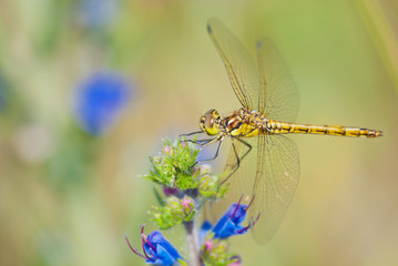 Vagrant darter (Sympetrum vulgatum) a common dragonfly rests on viper's bugloss (Echium vulgare) or blueweed.