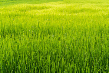 Green grass rice fields background