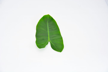 Obraz premium green leaf isolated on white background