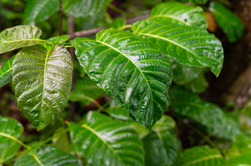 Nature green leaves with raindrop background