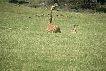 mother with her baby giraffe