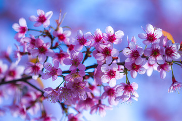 cherry blossom