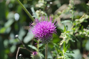 ミヤマコアザミ