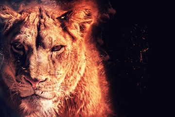 predator lioness on black background