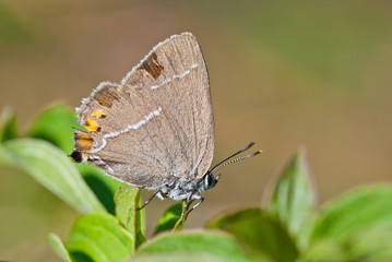 Blue spot hairstreak (Satyrium spini) butterfly sits on green leaves.