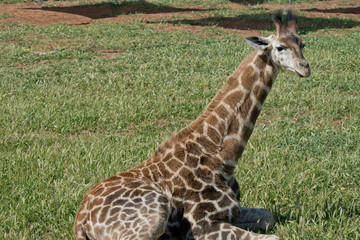 the young giraffe is resting