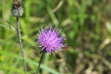 ミヤマコアザミ