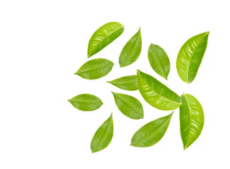 Green tea leaf collection isolated on white background
