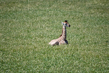 the baby giraffe is resting